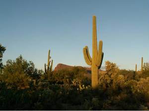 Saguaro National Park