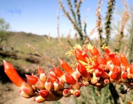 Catalina State Park