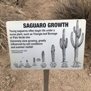 A plaque at the Saguaro National Park displays the cacti growth